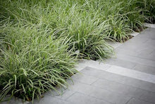 Classy Groundcovers: Sedge 'Ice Dance', 25 Pots - 3 1/4 in.