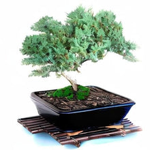 Live Dwarf Juniper Bonsai Tree 15+Years Old | Juniper or Jade Bonsai Tree | Indoor/Outdoor | 100% Handcrafted| Home and Office Décor | Best Gift for Holiday (style4)
