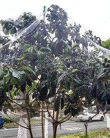 Fruit Tree Netting Bird Protection, Raised Garden Bed Cover, 6.6ft 10ft 13ft 20ft 33ft 49ft 66ft Long Net, Plants Trellis Mesh for Berries, Grapes