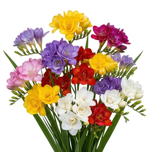Votaniki's Double Freesia Mix Bulbs for Planting Ruffled Fragrant Blooms Vibrant Mixed Colors Spring Flowers for Containers Garden Beds Indoor Forcing Cut Flower Use (Pack of 250)
