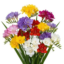 Votaniki's Double Freesia Mix Bulbs for Planting Ruffled Fragrant Blooms Vibrant Mixed Colors Spring Flowers for Containers Garden Beds Indoor Forcing Cut Flower Use (Pack of 250)