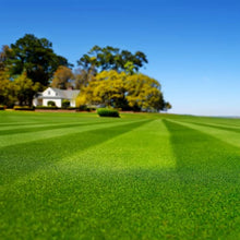 Maya Blackjack II Bermuda Grass Seed (50 Lbs.)