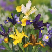 Dutch Iris Rainbow Mix – Top Size Flower Bulbs for Fall Planting | Hardy Perennial Bulbs for Planting | Vibrant Mixed Colors – Great for Gardens & Cut Flowers