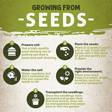MySeeds.Co Brand, Zinnia Flowers Seeds in Multi-Colors Varieties, You Choose Colors and Sizes (5 LB (~ 340000 Seeds), Dwarf Thumbelina)
