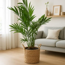 Succulents Box Areca Palm Indoor Tree – Live Rare Succulent Succulent, Extra Large Baskets