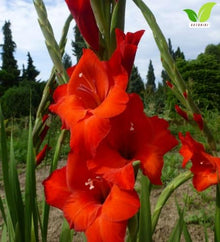 Votaniki Gladiolus Mascagni Top Size Bulbs Red Grandiflora Sword Lily Tall Flower Spikes Summer Blooming Cut Flower Garden Plant for Borders Full Sun (Pack of 250)