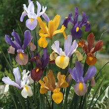 Dutch Iris Rainbow Mix – Top Size Flower Bulbs for Fall Planting | Hardy Perennial Bulbs for Planting | Vibrant Mixed Colors – Great for Gardens & Cut Flowers