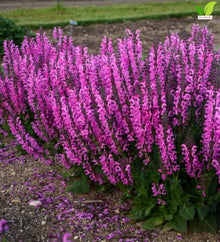 Votaniki Salvia Moulin Rouge Garden Sage Grade No. 1 XXL Bare Root Perennial with Rosy Pink Flower Spires for Sunny Borders Pollinator Gardens Containers and Cut Flowers