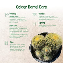 Cactus Outlet - Golden Barrel Cactus Plant - Live Cactus Plants - Barrel Cactus Plants Live - 10 Gal - Landscape Ready Barrel Cactus Plants Live Delivered Right to Your Door - Live Plants Outdoor
