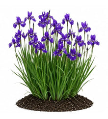 Votaniki Iris sibirica Caesar's Brother Siberian Iris Top Size Grade #1 Bare Root, Deep Purple Flowers for Borders, Rain Gardens, Cut Flowers and Water Features