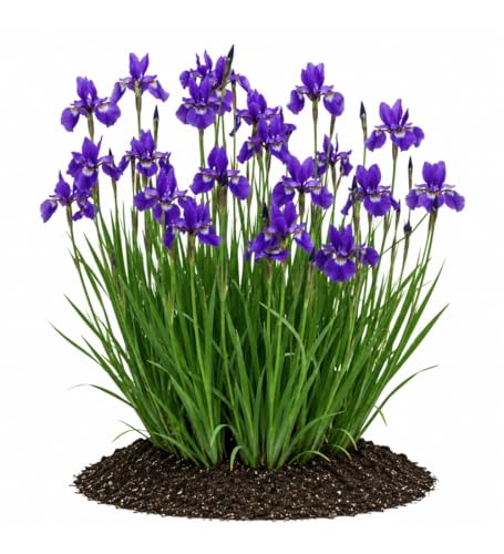 Votaniki Iris sibirica Caesar's Brother Siberian Iris Top Size Grade #1 Bare Root, Deep Purple Flowers for Borders, Rain Gardens, Cut Flowers and Water Features