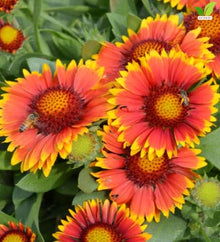 Votaniki Gaillardia aristata Arizona Sun Blanket Flower 3 Inch Root Starter Plant with Red and Yellow Blooms for Borders, Containers, Cut Flowers and Butterfly Gardens