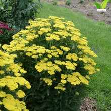 Votaniki Firefly Sunshine Yarrow Bare Root Perennial Bright Yellow Flowers Summer Blooming Drought Tolerant Upright Plant for Garden Borders Cut Flowers Outdoor Growing (Pack of 25)