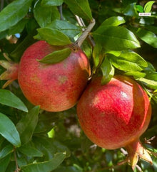 Votaniki Surh Anor Pomegranate Tree 3 Gallon Cold Hardy Live Fruiting Plant 2 to 3 Ft Tall with Sweet Flavorful Fruit for Outdoor Gardens Patio Containers and Orchards (Pack of 6)