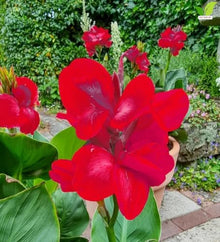 Votaniki Red Beauty Dwarf Canna #1 Size Rhizome, Vivid Red Summer Flowers, Compact Green Foliage for Containers, Sunny Borders, Patio Gardens and Tropical Displays