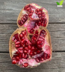 Votaniki Salavatski Pomegranate Live Fruit Plant 2 to 3 Ft Tall Cold Hardy Self Fertile Shrub with Large Red Arils for Home Orchards Edible Landscapes and Garden Growing