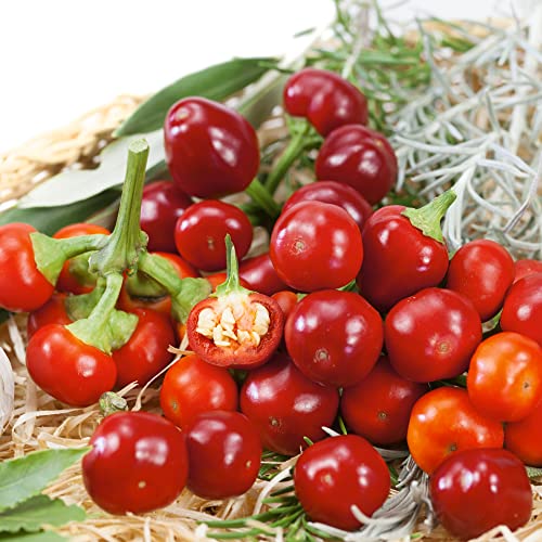 Mountain Valley Hybrid Seeds Cherry Mini Hot F1 Hybrid Hot Pepper Seeds Non-GMO 4 Oz