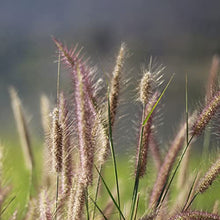 Outsidepride Perennial Northeast Native Grass Seed Mix - 25 lbs. Cold & Drought-Tolerant Warm & Cool Season Prairie Grass Seeds for Xeriscaping, Erosion Control, Wildlife Support, & Pollinator Habitat