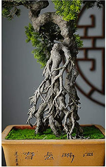 LSHAOBO Artificial Bonsai Tree Simulation Welcome to Tree Hotel Office Tea Several Live Hall Extreme Decoration (Color:D)