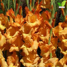 Votaniki Ovatie Gladiolus Bulbs Peach Orange Summer Bloom Flowers for Garden Beds Borders Outdoor Planting Full Sun Cut Flower Use (Pack of 250)