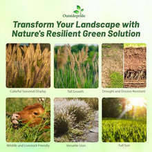 Outsidepride Indian Native Grass Seed - 25 lbs. Perennial, Low Maintenance, Drought-Tolerant Prairie Grass Seed for Wildlife Habitat, Livestock Forage, Ornamental Landscaping & Erosion Control