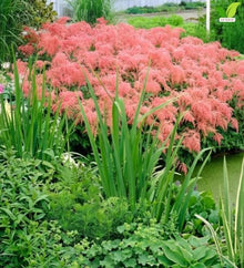Votaniki Straussenfeder Astilbe thunbergii #1 Size Bare Root, Flamingo Pink Weeping Flower Plumes for Shaded Perennial Gardens, Butterfly Gardens and Cut Flower Planting