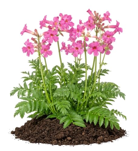 Votaniki Hardy Gloxinia Incarvillea delavayi 2 Year Bare Root Pink Red Trumpet Flowers for Perennial Borders Rock Gardens Woodland Beds and Pollinator Landscapes