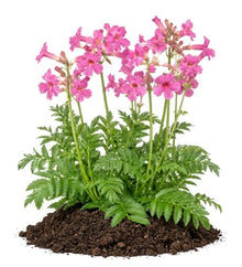 Votaniki Hardy Gloxinia Incarvillea delavayi 2 Year Bare Root Pink Red Trumpet Flowers for Perennial Borders Rock Gardens Woodland Beds and Pollinator Landscapes