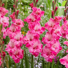 Votaniki Gladiolus Hugo Bulbs for Planting Giant Flowered Pink Summer Blooms Tall Spikes Cut Flower Garden Beds Borders Containers Outdoor Growing (Pack of 250)