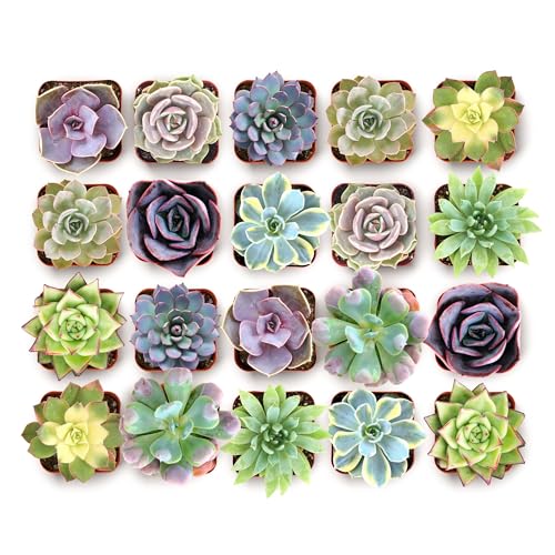 Shop Succulents Blush Rosette Succulent Plant Pack – Live Mini Rosette Succulents, Soft Pastel Colors, Low Maintenance Plants – Wedding Favors, Gifts & Home Decor, 2" Pots