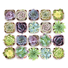 Shop Succulents Blush Rosette Succulent Plant Pack – Live Mini Rosette Succulents, Soft Pastel Colors, Low Maintenance Plants – Wedding Favors, Gifts & Home Decor, 2" Pots