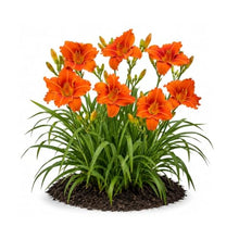Votaniki Alabama Jubilee Daylily Top Size Root, Fiery Red Orange 7 Inch Fragrant Flowers, 30 Inch Summer Perennial for Sunny Borders, Containers and Pollinator Gardens