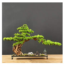 Welcome Pine Bonsai Plant Podocarpus Chinensis Landscape Micro-Landscape Entrance Hotel New Ornaments Gifts and Crafts House Plant