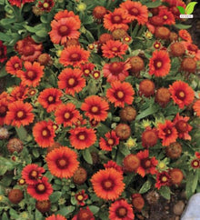 Votaniki Gaillardia aristata Arizona Red Shades Blanket Flower 3 Inch Root Starter Plant with Crimson Red Blooms for Borders, Containers, Cut Flowers and Butterfly Gardens