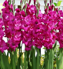 Votaniki Fidelio Gladiolus Top Size Bulbs Dark Pink Purple Summer Flower Tall Blooming Spikes for Garden Borders Cut Flower Arrangements Full Sun Outdoor Planting (Pack of 250)