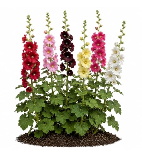 Votaniki Alcea Las Vegas Fig Leaf Hollyhock Live Plant Root with Multicolored Early Summer Flowers for Full Sun Cottage Gardens Borders Cut Flower Focal Point Landscapes