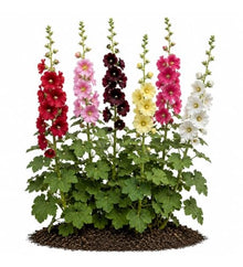 Votaniki Alcea Las Vegas Fig Leaf Hollyhock Live Plant Root with Multicolored Early Summer Flowers for Full Sun Cottage Gardens Borders Cut Flower Focal Point Landscapes