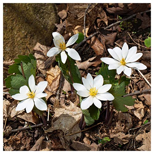 Everwilde Farms 1/4 Lb Bloodroot Native Wildflower Seeds Gold Vault