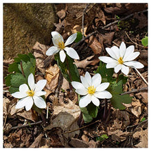 Everwilde Farms 1/4 Lb Bloodroot Native Wildflower Seeds Gold Vault