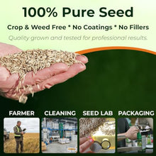Outsidepride Sheeps Fine Fescue Grass Seed - 50 Lbs. Perennial, Pure Raw Seed w/ 0.00% Other Crop & Weed Seed