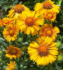 Votaniki Gaillardia aristata Arizona Apricot Blanket Flower 3 Inch Root Starter Plant with Apricot and Yellow Blooms for Borders, Containers, Cut Flowers and Butterfly Gardens