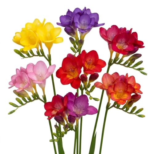 Votaniki's Single Freesia Mix Bulbs for Planting Fragrant Spring Flowers Colorful Trumpet Blooms for Garden Beds Containers Indoor Forcing Cut Flower Variety Outdoor (Pack of 250)