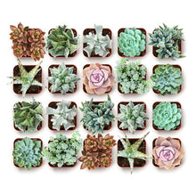 Shop Succulents Coastal Succulent Bulk Plant Pack Collection – Live Mini Succulent Plants, Ocean-Inspired Colors & Textures, Low Maintenance Houseplants – Beach Decor, Gifts & Garden, 2" Pots