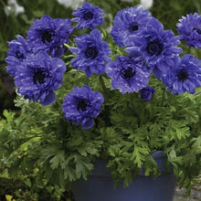 Votaniki Anemone Coronaria 'Lord Lieutenant' Bulbs for Planting - Double Flowers, Hardy Spring Blooming Perennials - Easy to Grow (500 Pack)