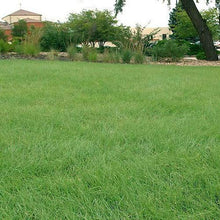 Outsidepride Xeriscape Native Prairie Grass Seed Mix – 25 lb. Perennial, Warm-Season, Cold & Drought-Tolerant, Fine Leaved, Dense Turf Grass Seeds for Lawn, Ground Cover & Arid Xeriscape Landscaping