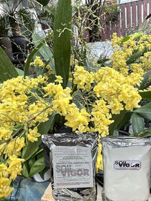 Soil Vigor Potassium SAP for Efficient Watering and Fertilization 40 Pounds