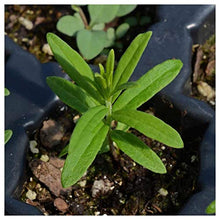 Everwilde Farms - 1 Lb Butterfly Weed Native Wildflower Seeds - Gold Vault