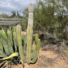 Cactus Outlet - Senita Live Cactus, Cactus Plants Live, Live Plants Indoor & Outdoor Use 36”+ - Large Live Cactus - Landscape Ready Large Cactus Plant Live Delivered Right to Your Door