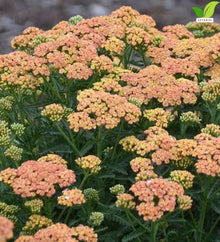 Votaniki Achillea Firefly Peach Sky Yarrow Live Perennial #1 Size Root XXL with Peach Orange Flowers Pollinator Friendly Plant for Borders Containers and Cut Flower Gardens