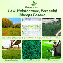 Outsidepride Sheeps Fine Fescue Grass Seed - 50 Lbs. Perennial, Pure Raw Seed w/ 0.00% Other Crop & Weed Seed